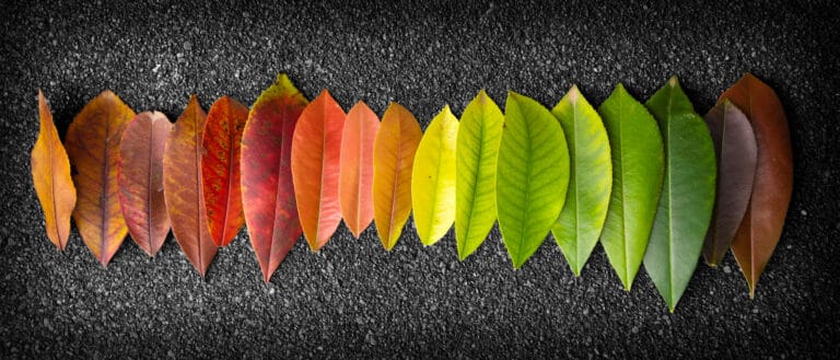 Leaves in a row transition from brown to green, evoking change similar to workers’ compensation mediation services.
