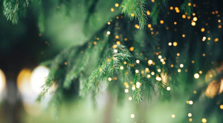 Close-up of evergreen branches and soft yellow lights, creating a festive mood suitable for legal mediation promotions.