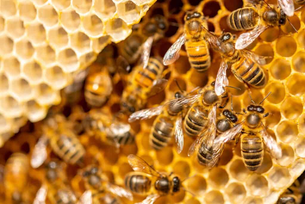 Close-up of honeybees working on a honeycomb, reflecting the organized nature of legal mediation in resolving disputes.