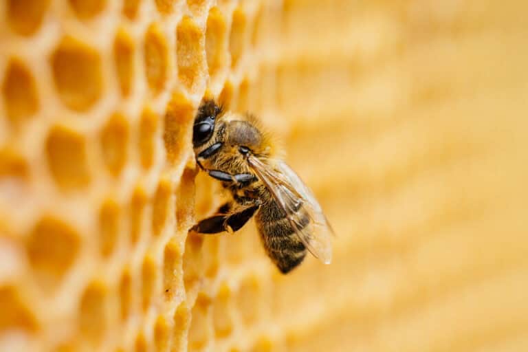 Close-up of a bee on honeycomb, symbolizing care and diligence like that shown in workers’ compensation mediation.