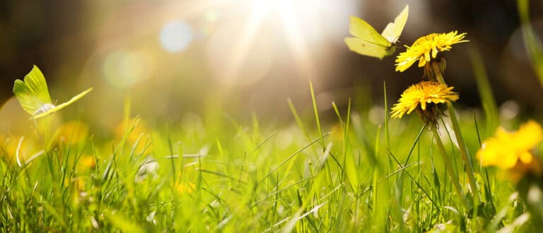 Sunlit yellow dandelions and green grass with two butterflies fluttering nearby, creating a serene, peaceful scene.