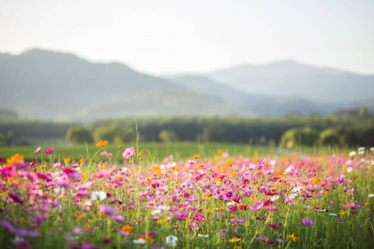 Wildflowers and green grass stretch to distant mountains under a hazy sky, evoking calm like legal mediation brings.