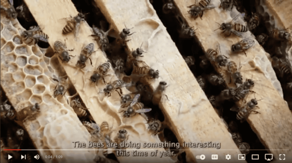 Honeybees move across honeycomb frames as subtitles say, “The bees are doing something interesting”—much like skilled mediators.